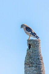 A Red-shouldered Hawk (Buteo lineatus)perched on a palm tree in the Orlando wetlands park, Florida,...