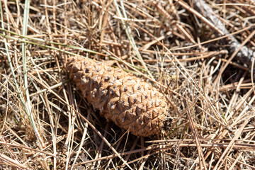 close up of a nest of a cone
