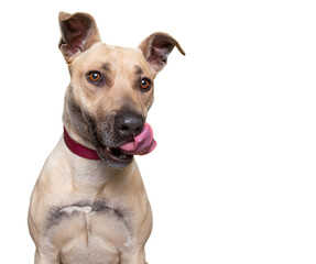 cute dog studio shot on an isolated white background