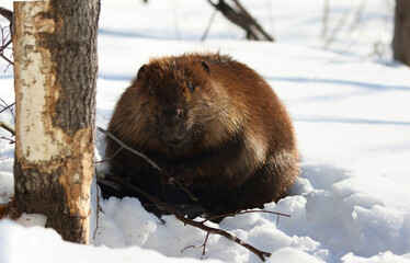 beaver in forest during winter © karlumbriaco