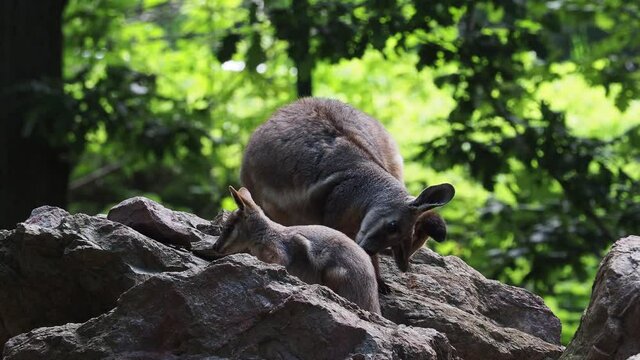 Yellow footed rock wallaby with a cub sitting on a rock