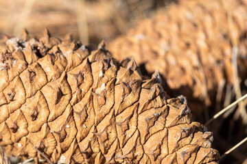 Fototapeta premium close up of a cone