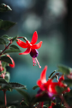 A pink flower named Fuchsia magellanica