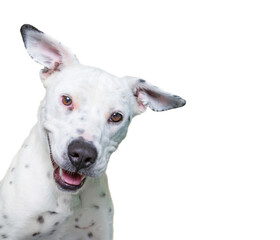 Obraz premium cute dog studio shot on an isolated white background