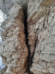 bark of a tree
