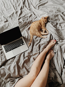 Young woman working at home in bed with ginger cat.