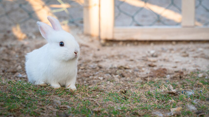Young baby white rabbit in the house garden.