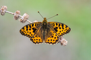 Nymphalidae / İspanyol Kraliçesi / / Issoria lathonia