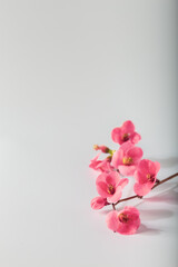 Plum blossoms on white background. Floral background. 