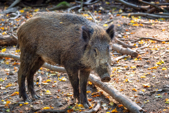 Muddy wild boar with colorful leaves in autumn. Image suitable for animal magazines, books or as background.