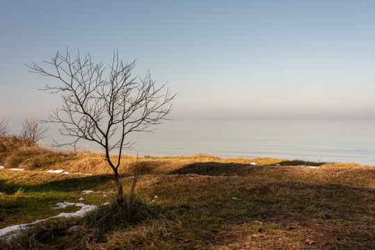 Lonely tree on the shore of the Baltic Sea. Winter landscape during sunset. Selective focus. 