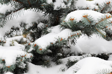 Close-up of fir tree branches covered in snow in forest