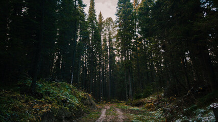 morning in the woods