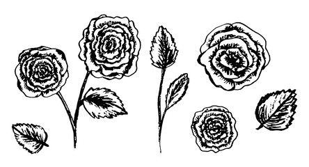 Set of hand drawn black sketch ink rose flowers