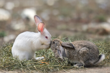 Two cute rabbits sit in the hay and kiss. The hare (rabbit)is a symbol of the Easter holiday.