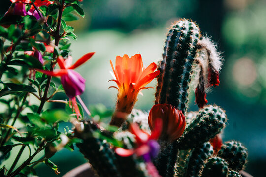 A pink flower named Fuchsia magellanica