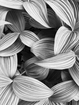 Detail of Corn lily leaves along the Pacific Crest Trail, Washington