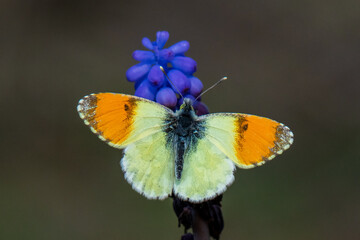 Pieridae / Step Süslüsü / / Anthocharis gruneri