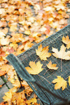 autumn leaves