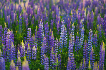 Field Full of Lupines