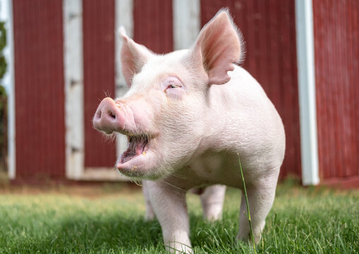 Happy Pig