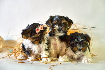 Little puppies sit together in threesome. Decoration with dogs and straw. A family of small pets. High quality photo