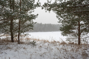 There is snow on the branches of the pines. Winter forest. Snowfall and blizzard in the forest. Trees in the snow.