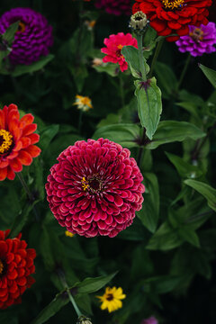 colorful zinnia flowers in full bloom