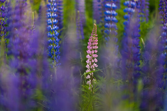 Colorful Lupine Field