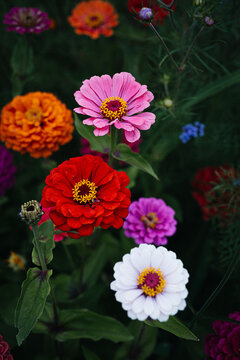 colorful zinnia flowers in full bloom