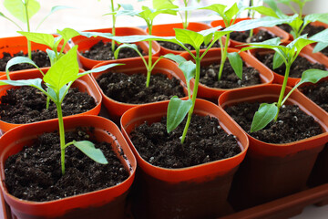 Growing seedlings of peppers in pots on a tray on the windowsill of the house. Close-up. Selective focus. Background.