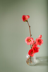 Plum blossems in little glass vase. Soft pastel colors. Flower background.