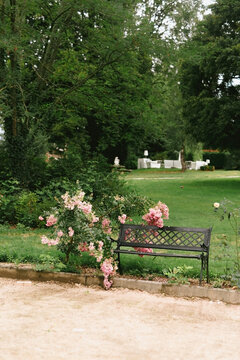 bench with rose garden