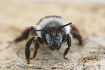Closeup of a female Ashy mining bee, Andrena cineraria