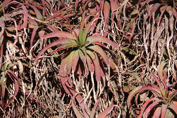 High angle close-up view of an area with agave plants turning red and dying from environmental stress