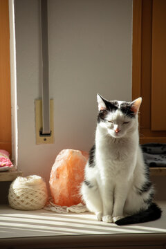 cat on the cabinet