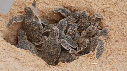 Loggerhead baby sea turtles hatching in a turtle farm in Hikkaduwa. Sri Lanka. Selective Foucs