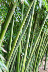 Green bamboo forest, Porto Botanical Garden, Portugal