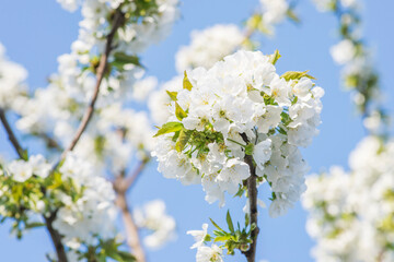 Cherry blossom in spring. Cherry flowers are blooming in the garden
