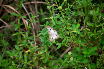 A white, brown, yellow, black butterfly drinking nectar from a little white flower.