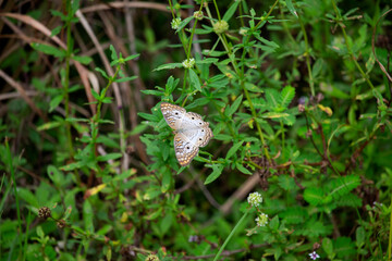 A white, brown, yellow, black butterfly drinking nectar from a little white flower.