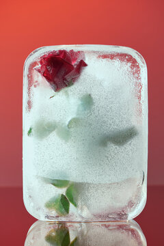 Frozen beautiful red rose flower