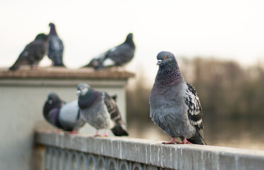 pigeons on the embankment. the pigeons pounced on the food