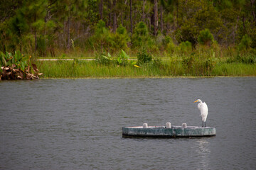 A white egret standing on a well visited round turquoise platform floating in a pond near a swampy area.