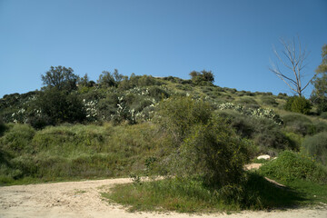 Israeli landscape of wild nature