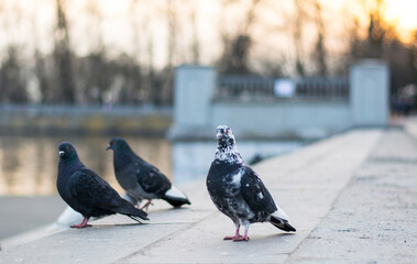 pigeons on the embankment. the pigeons pounced on the food