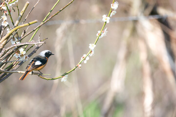 梅の枝にとまるジョウビタキのオス