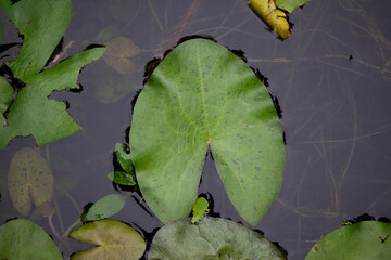 Lily pad resting on the surface of the swampy water.