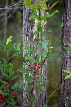 Florida holly tree red berries and green leaves in front of a bald cypress tree.