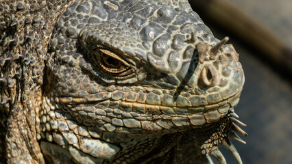 Close-up of beautiful green iguana with blurry background